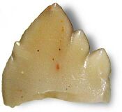 Microconodon tooth