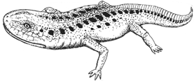 Pelorocephalus