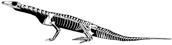 Prolacerta - skeleton life restoration