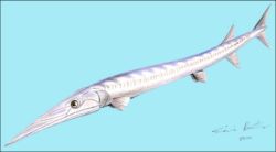 Saurichthys