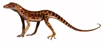 Terrestrisuchus gracilis