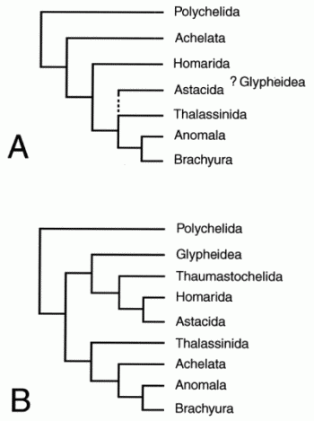 Cladistic relationships of major reptant clades based on cladistic morphology, ftom Ahyong & O'Meally 2004 fig 1