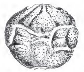Dromiopsis rugosa