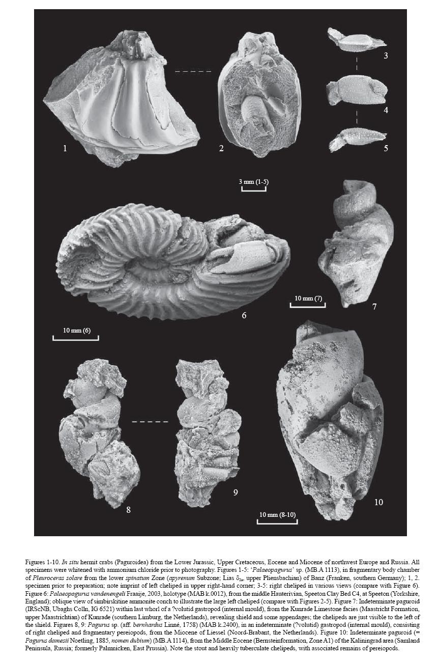 Fossil hermit crabs - Jagt et al 2006 - click on image for article