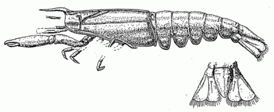 Palaeopalaemon newberryi, from Schram 2009
