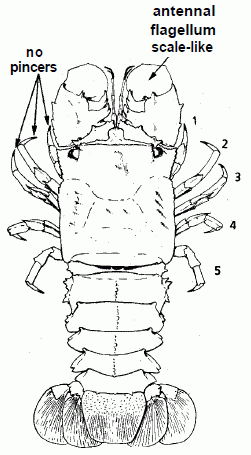 Scyllaridae identification guide, from Holthuis 1991, copyright FAO 1991