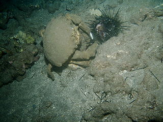 sponge crab eating a sea urchin