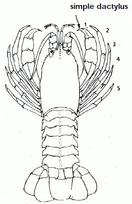 Furry Lobster - Synaxidae identification guide, from Holthuis 1991, copyright FAO 1991