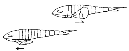 Baltoeurypterus swimming