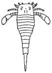 Eurypteracea