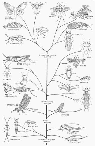 Evolution of the insects, from Prothero, 1990
