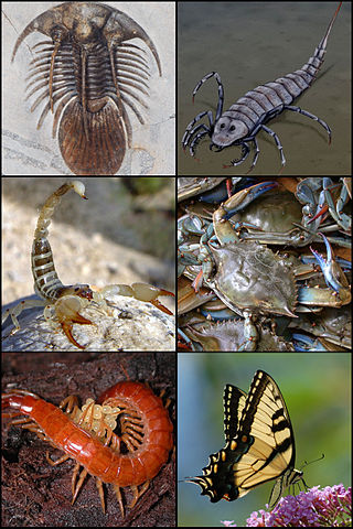 Arthropoda collage