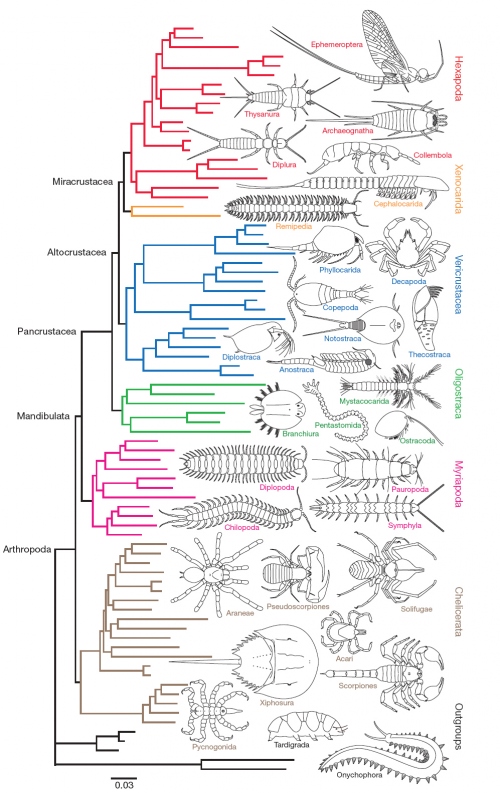 Arthropod phylogeny, according to Regier et al 2010