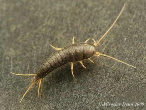 Lepisma saccharina, photo by Miroslav Deml