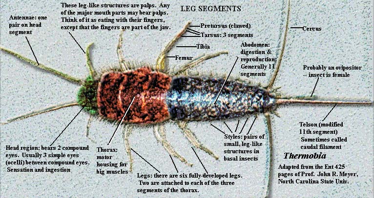 Palaeos Arthropoda: Insecta: The Insects