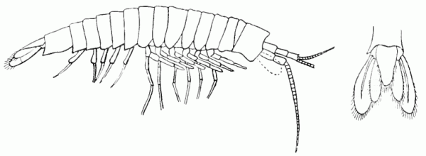 Palaeocaris typus