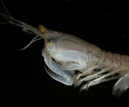Squilla mantis, showing the spearing appendages