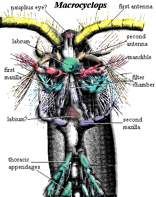 Macrocyclops mouth parts.  Barnes (1968)