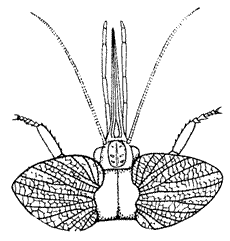 head of Stenodictya, showing the distinctive mouthparts