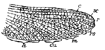 Palaeodictyopteran wing