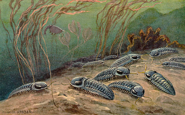 Cambrian trilobites by Heinrich Harder