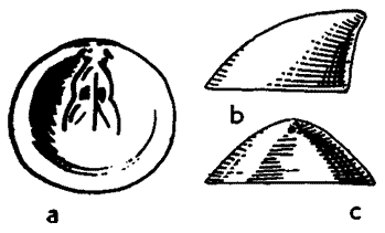 Acrotretida