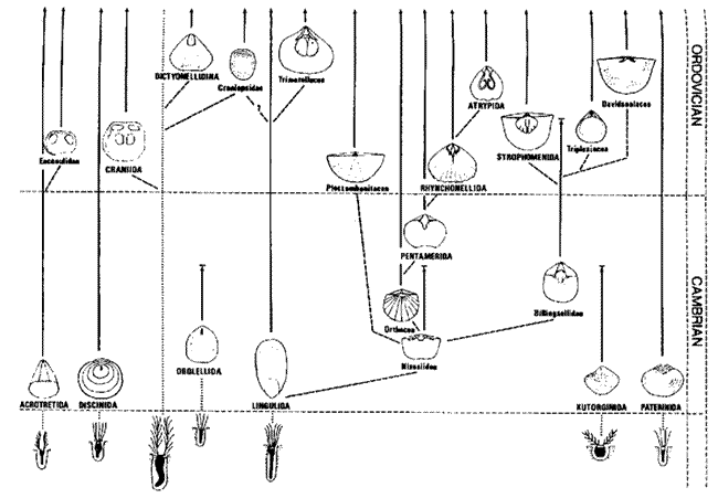 hypothetical brachiopod polyphyletic phylogeny