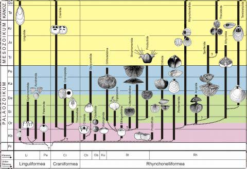 Evolution of the Brachiopods - diagram from Senckenberg Research Institute and Museum