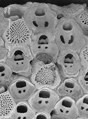 Scanning electron micrograph of part of a bryozoan colony