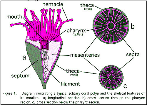 Scleractinian coral anatomy