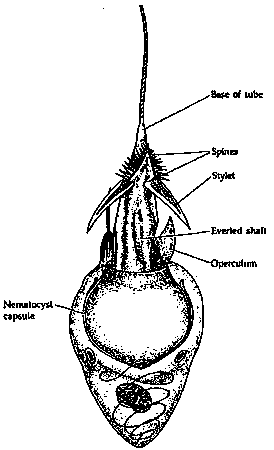 nematocyst