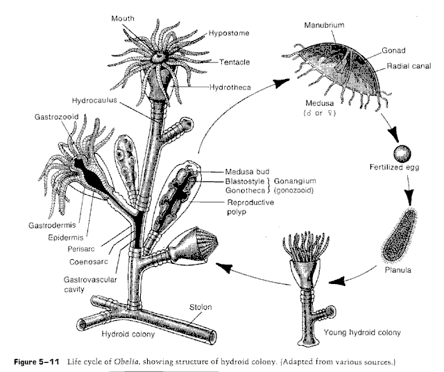 Cnidaria Obelia