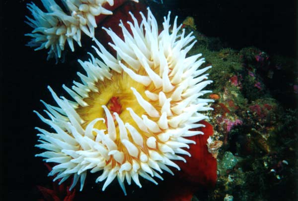 copyright © Keith Clements and Jon Gross Marine Life of the Northeast Pacific