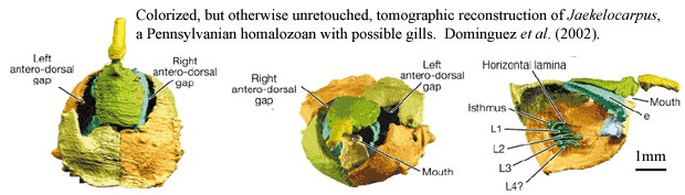 Jaekelocarpus. Dominguez et al. (2002)