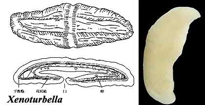 Xenoturbella