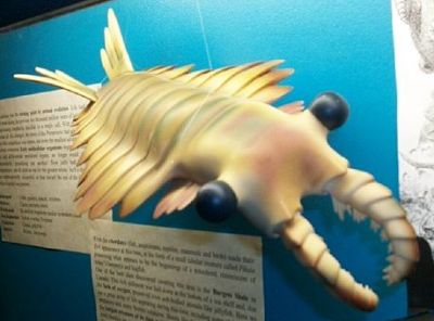 Anomalocaris model at Dinosaur Museum, Canberra