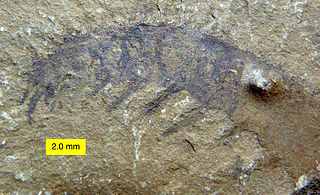 Anomalocaris arm from the Mt. Stephen Trilobite Beds