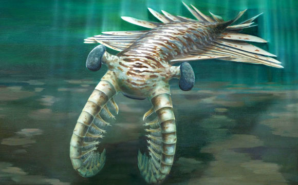 Anomalocaris canadensis - artwork by Katrina Kenny