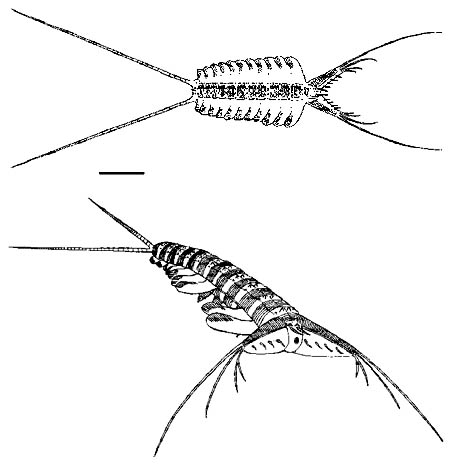 Kerygmachela kierkegaardi