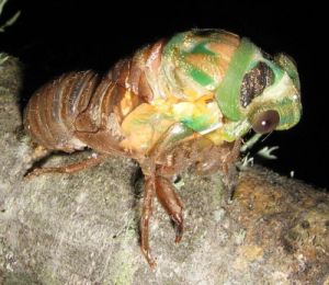 A cicada in the process of shedding its skin