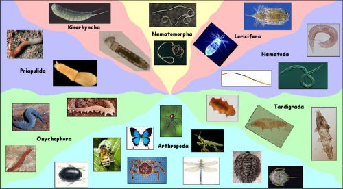 Ecdysozoa