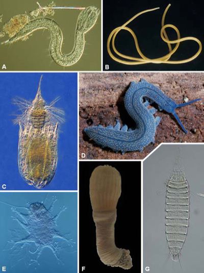 Ecdysozoan phyla