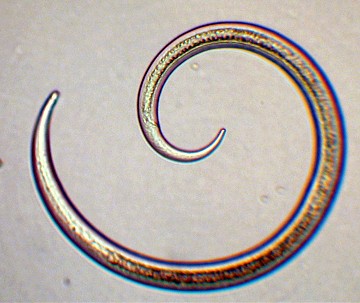 Nematode