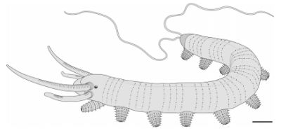 Antennacanthopodia gracilis - life reconstruction from Ou et al 2011