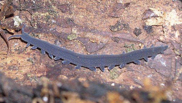 Peripatoides psp. photo by Bruno Vellutini