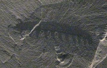 Aysheaia pedunculata - fossil