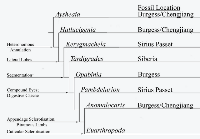 Panarthropod phylogeny according to Budd 1996 and 1999