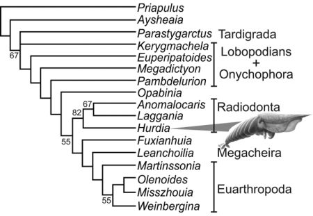 Cladistic analysis of selected stem and crown group arthropods