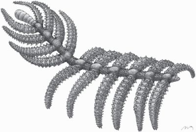 Diania cactiformis - illustration from Liu et al 2011