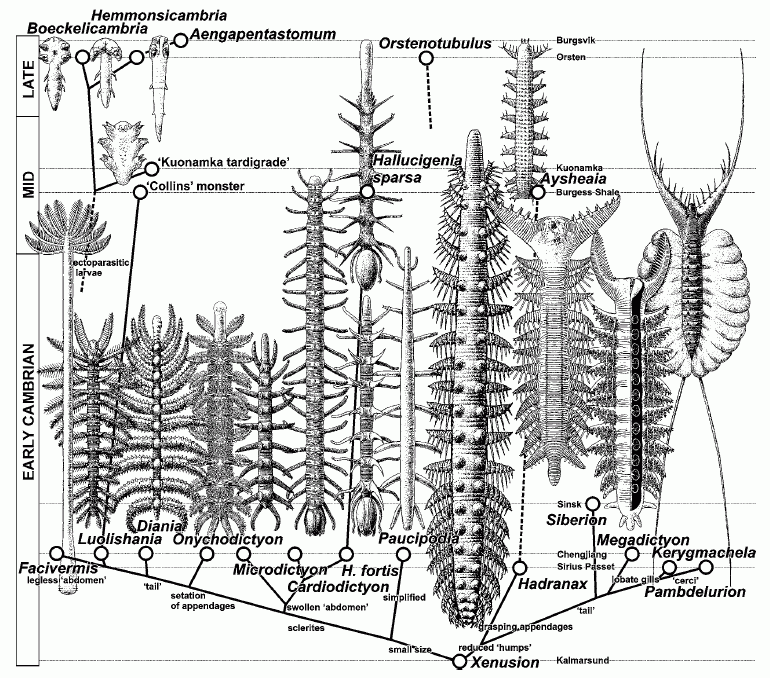 Cambrian lobopodians, from Dzik 2011 fig3